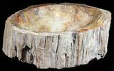 Wide Polished Petrified Wood Bowl - lbs #50946-1